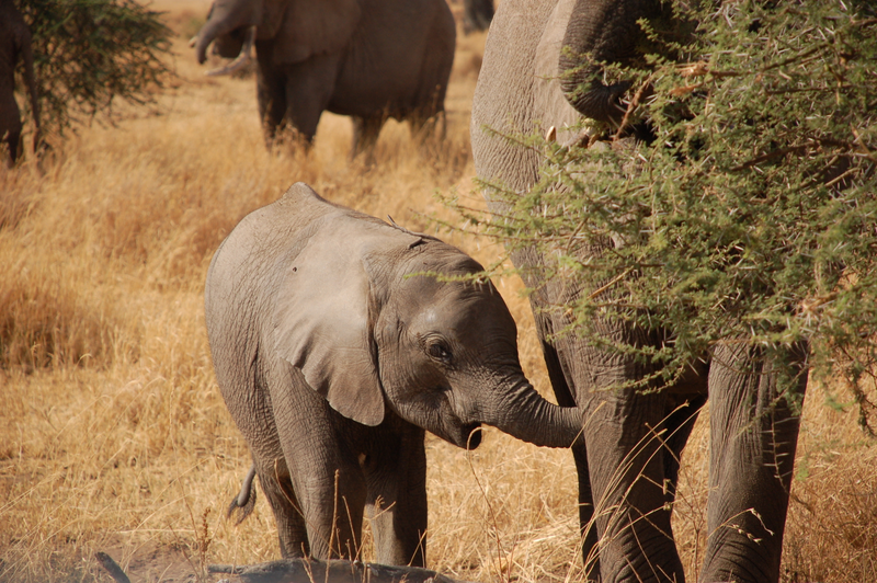 Illustration for article titled Out of Africa. Elephants